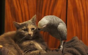 Cat Being Annoyed By A Parrot - Animals - VIDEOTIME.COM