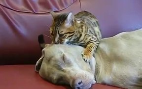 Cat Dog Massage - Animals - VIDEOTIME.COM