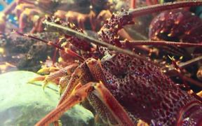 Lobsters in Tank - Animals - VIDEOTIME.COM