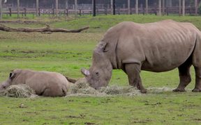 Rhino Mother and Child