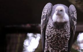 Vulture 1 - Animals - VIDEOTIME.COM