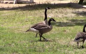 Ducks Walking By - Animals - VIDEOTIME.COM