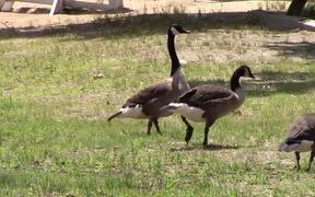 Ducks Walking By - Animals - VIDEOTIME.COM