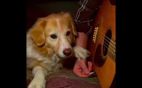 Dog Helping Play Some Music