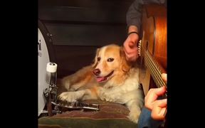 Dog Helping Play Some Music