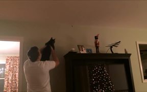 Man And Cat Team Up To Catch A Bug - Animals - VIDEOTIME.COM