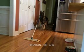 Dog Helping Out With Some Cleanup Duties