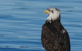 Bald Eagle by the Water