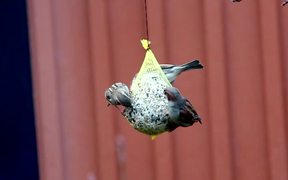 Birds Feeding - Nature Clip - Animals - VIDEOTIME.COM