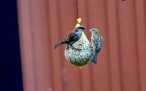 Birds Feeding - Nature Clip