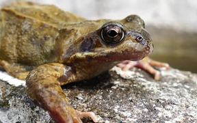 Frog Close-Up