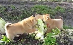 Cabbage Patch Puppies