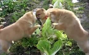 Cabbage Patch Puppies - Animals - VIDEOTIME.COM