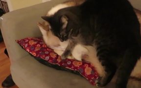 This Cat Finds An Awesome Bed