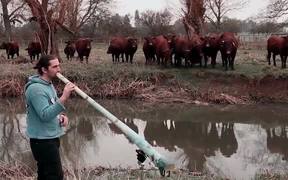 Cows Love The Didgeridoo - Animals - VIDEOTIME.COM