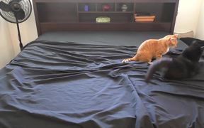 Making A Bed With Cats