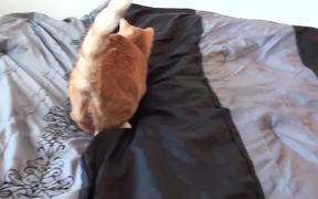Making A Bed With Cats - Animals - VIDEOTIME.COM