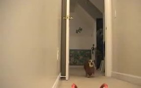 Dog Ball Fetch Machine - Animals - VIDEOTIME.COM