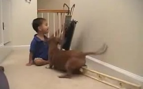 Dog Ball Fetch Machine