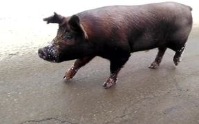 Pig Wants A Cookie - Animals - VIDEOTIME.COM