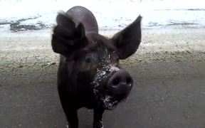 Pig Wants A Cookie