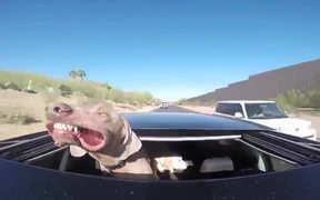 Dog Loves The Sunroof - Animals - VIDEOTIME.COM