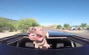 Dog Loves The Sunroof