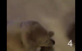 10 Cutest Golden Retriever Puppies