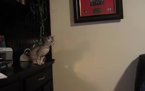Cat Jump Fails Compilation