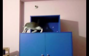 Cat Jump Fails Compilation - Animals - VIDEOTIME.COM