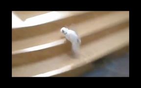 Cat Jump Fails Compilation - Animals - VIDEOTIME.COM