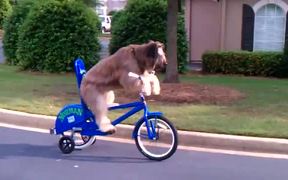 Dog Riding A Bike By Himself
