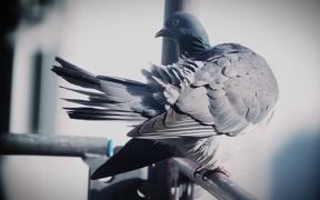 Pigeon Closeup - Animals - VIDEOTIME.COM