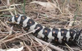 Huge Caterpillar - Animals - VIDEOTIME.COM