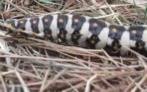 Huge Caterpillar - Animals - VIDEOTIME.COM