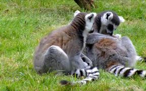 Ring-Tailed Lemurs Cleaning