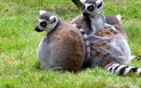 Ring-Tailed Lemurs Cleaning - Animals - VIDEOTIME.COM