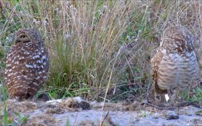Pair of Burrowing Owls