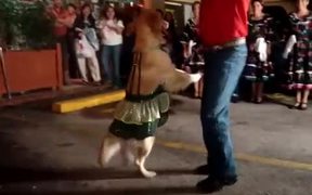 Dog Salsa Dancing - Animals - VIDEOTIME.COM