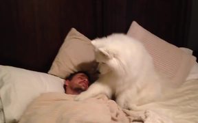 Samoyed Wakes Dad - Animals - VIDEOTIME.COM