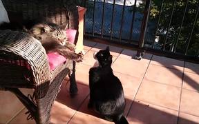 Cats Can Be Jerks - Animals - VIDEOTIME.COM