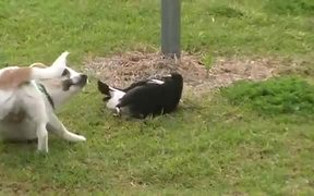 Dog Playing With A Bird - Animals - VIDEOTIME.COM