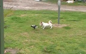 Dog Playing With A Bird
