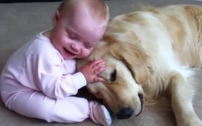 Baby Taking Bone From Golden Retriever - Animals - VIDEOTIME.COM