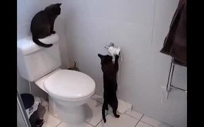 Compilation Of Cats Being Jerks