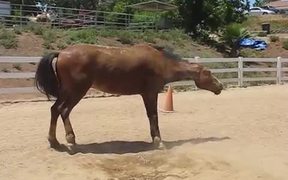 Horse Passing Some Gas - Animals - VIDEOTIME.COM