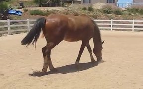 Horse Passing Some Gas