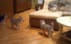 Husky Playing With Puppies - Animals - VIDEOTIME.COM