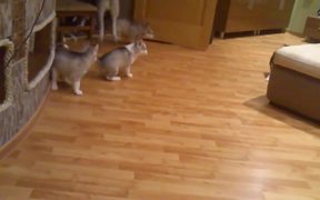Husky Playing With Puppies