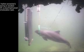 The Science Behind Porpoises’ Echolocation